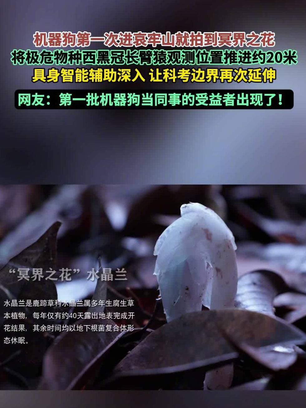 哀牢山迎来首位“机器人科考队员”,云深处山猫 M20S 拍到“冥界之花”